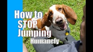 How to Train Your Dog to STOP JUMPING on People