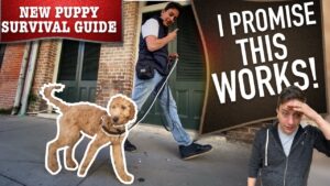 How To Train Your Dog to Walk on Leash WITHOUT Embarrassing You!