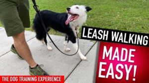 How To Train Your Dog to Walk Perfectly! This is all you have to do!