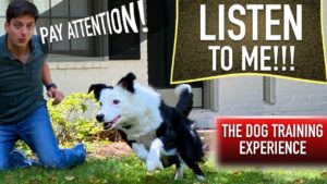 How to Train Your Dog When They ONLY Listen SOMETIMES!