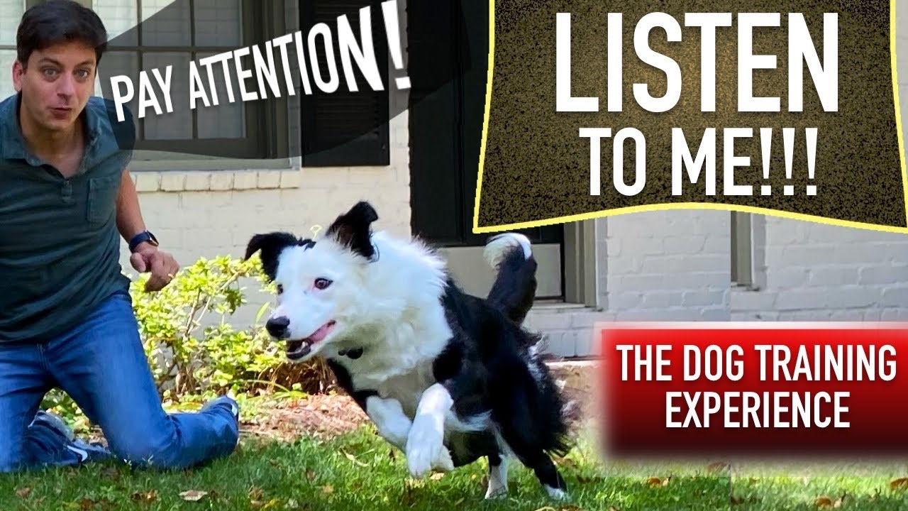 How to Train Your Dog When They ONLY Listen SOMETIMES!