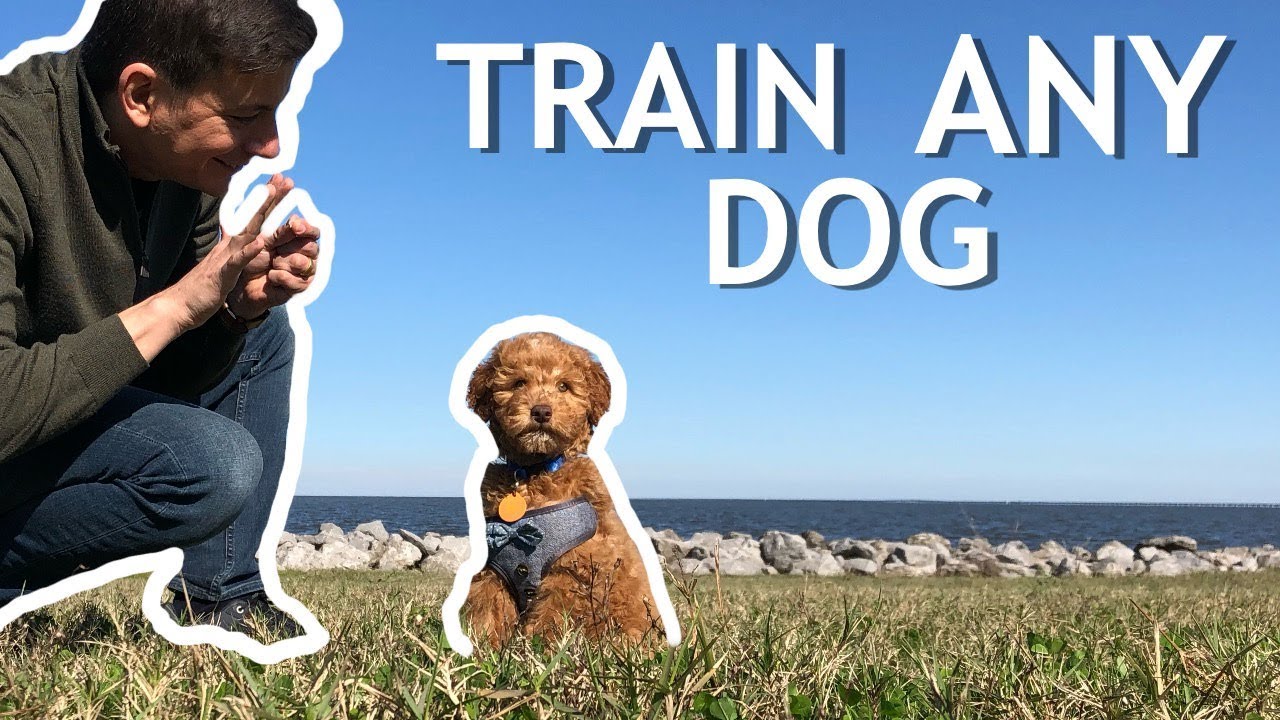 How To Train Your NEW DOG! (Stay, Clicker Training, Puppy Training)