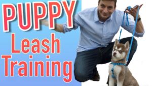 How to Train your NEW PUPPY to Walk on Leash!