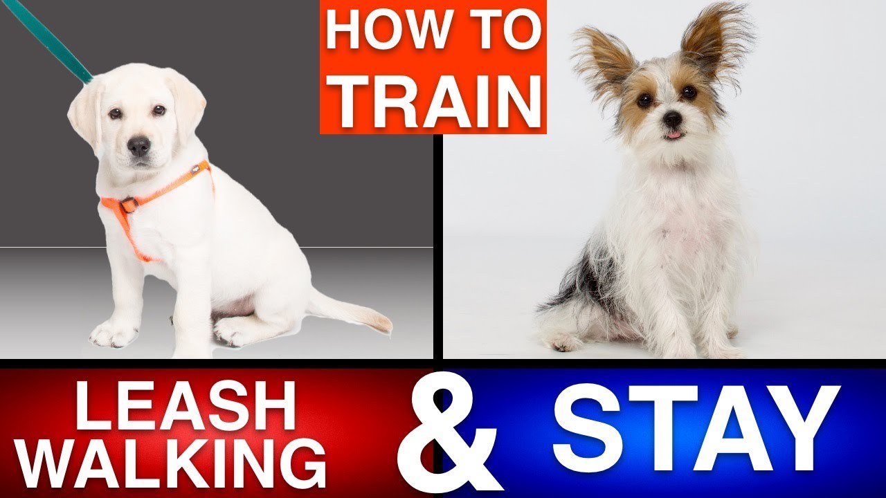 How to Train Your Puppy Leash Walking & Stay!