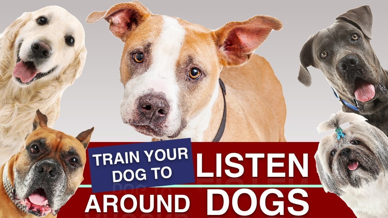 How To Train Your Puppy To Listen Around Other Dogs!