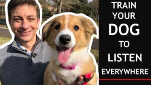 How To Train Your Puppy To Listen EVERYWHERE in 3 EASY Steps