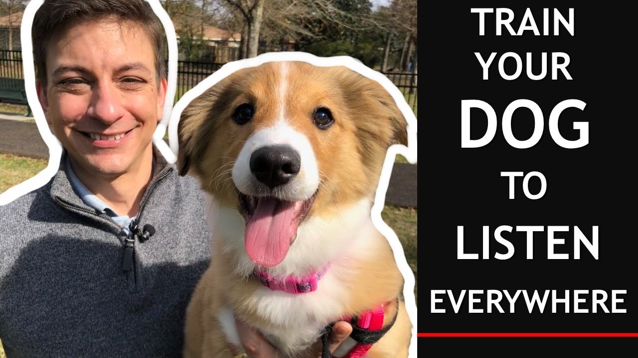 How To Train Your Puppy To Listen EVERYWHERE in 3 EASY Steps