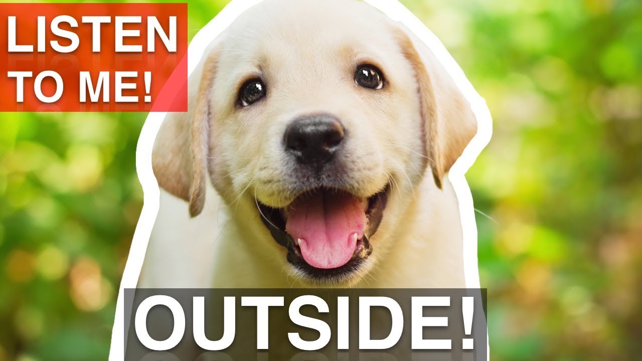 How to Train Your Puppy To Listen OUTSIDE!