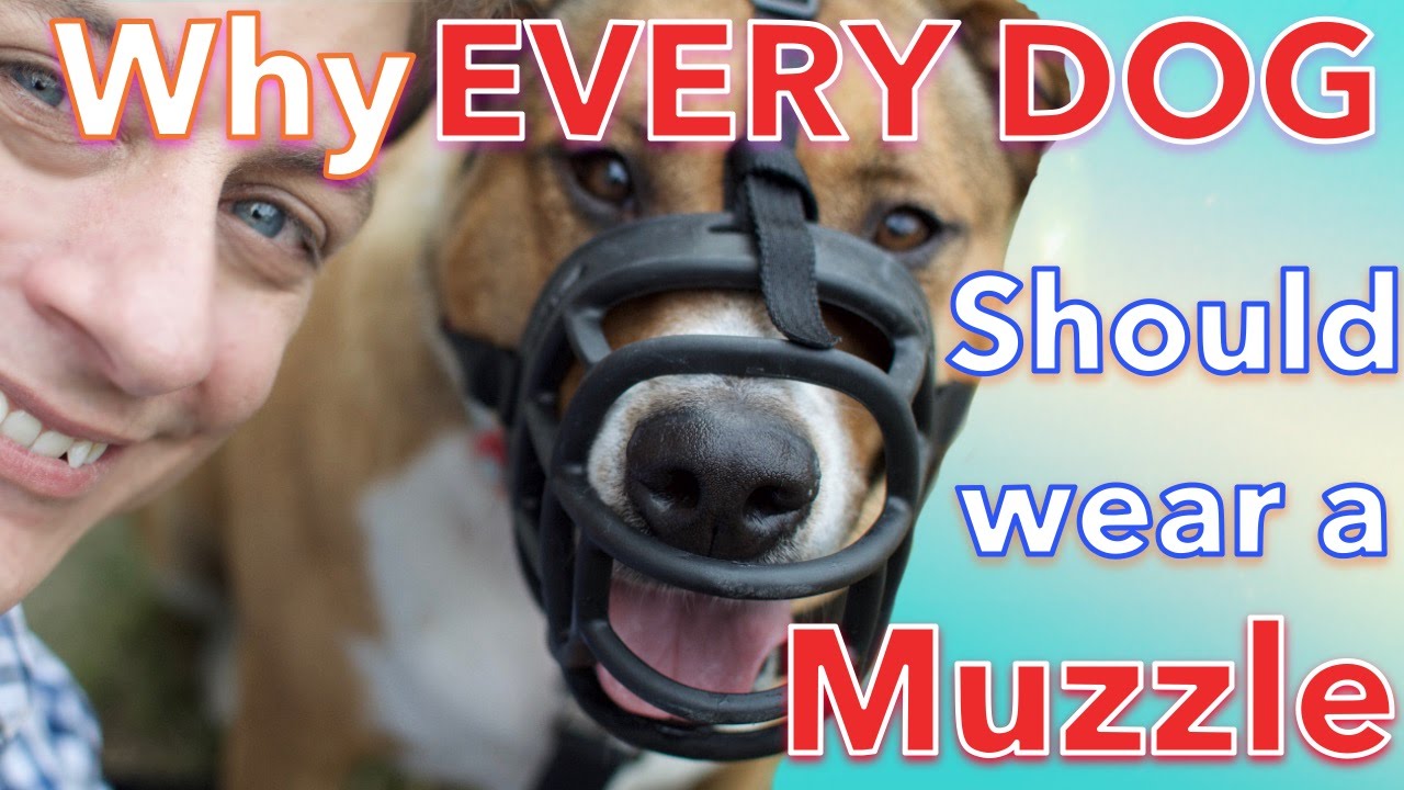 How & Why EVERY DOG Should LOVE Wearing a MUZZLE