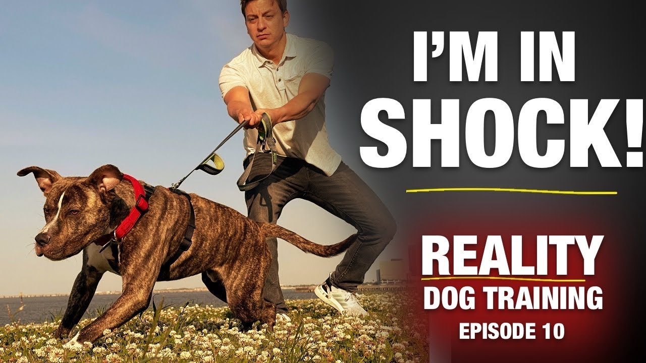 I DIDN’T KNOW what I was getting into…  [Reality Dog Training Ep 10]