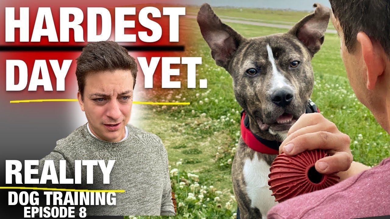 I Don’t Think I Can Let This Dog Go [Reality Dog Training Ep 8]