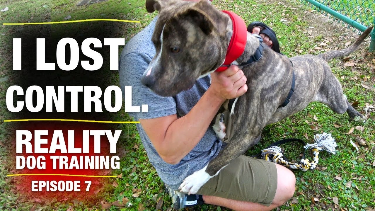 I wish this was never filmed [Reality Dog Training Ep. 7]