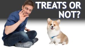 If, Why, and How You Should Use Treats When Training Your Dog