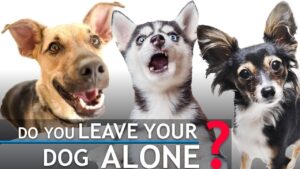 If You Ever Leave Your Dog Alone, Check This Out