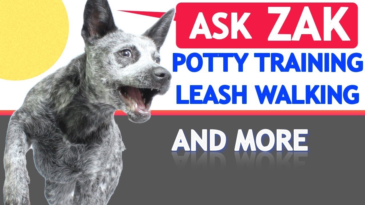 Dog Training Tips: Potty Training, Leash Walking, When to Start Training and Fetch!