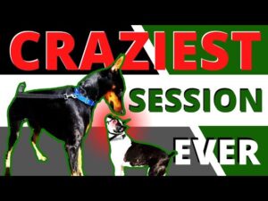 Is your dog a maniac? See huge improvements in 1 session.