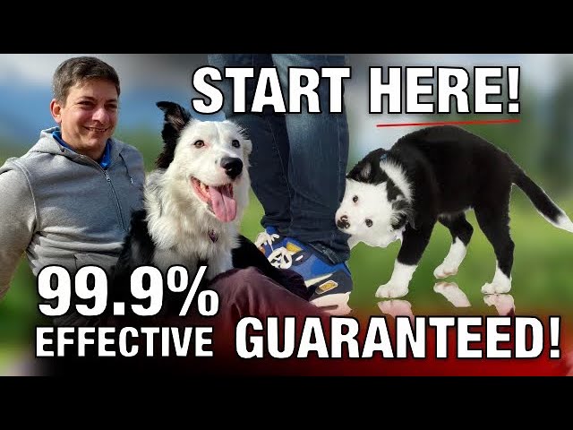 All Good Dog Trainers Know This Will Solve 99% of Problems Training Your Dog (Itâ€™s NOT EXERCISE!)