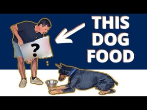 Learn what dog food I feed my dog Prince.