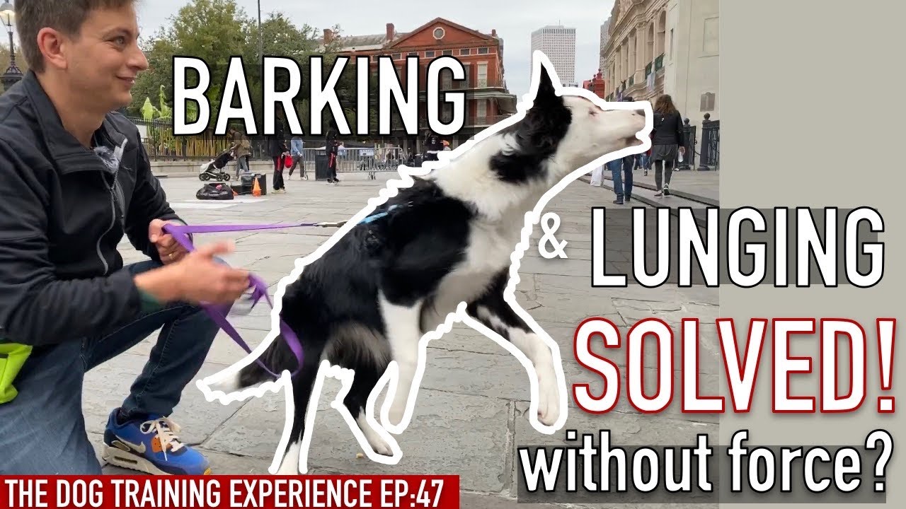 My Dog Barks And Lunges: Can I train her to stop without force?