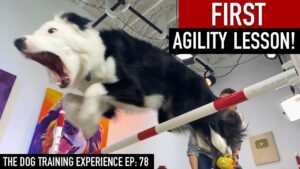 My Dog’s FIRST Agility Lesson!