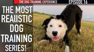 New Episode! How I’m Training My Puppy To Walk On Leash And Settle Down!