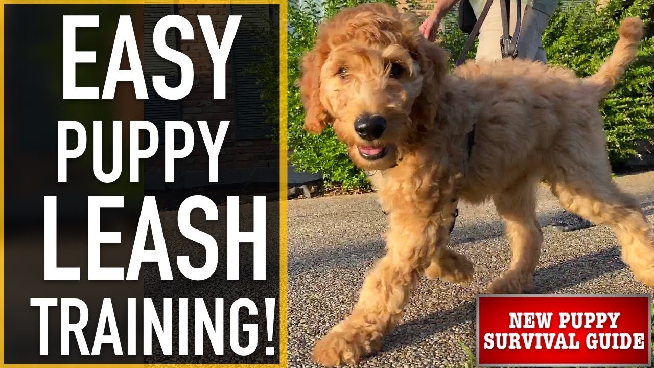 NEW PUPPY SURVIVAL GUIDE: How To Leash Train Your Puppy! (EP: 9)