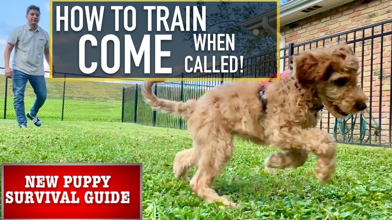 NEW PUPPY SURVIVAL GUIDE: Train Your Dog to “COME” No Matter What! (EP 5)