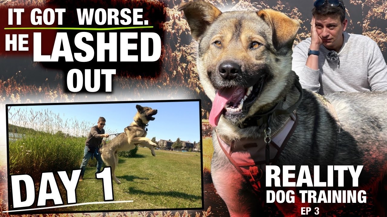 DAY 1: I Took This UNTRAINED DOG Out for the FIRST TIME & HE LASHED OUT. Reality Dog Training