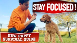 Train ANY Dog To Listen Around ANY Distraction! (New Puppy Survival Guide EP. 19)