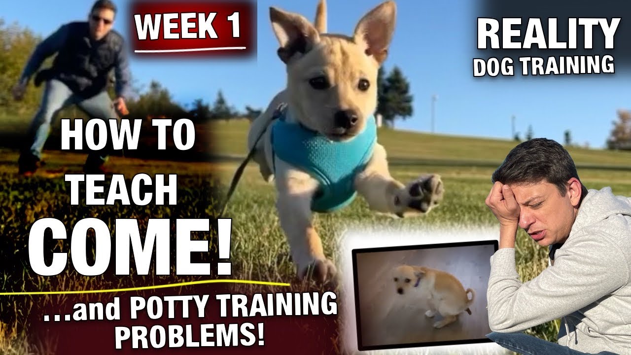 Training a PUPPY to COME when called! But, POTTY TRAINING...not so much… Reality Dog Training