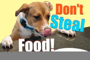 How to train your dog to stop stealing!  Teach Your Dog to LEAVE ANYTHING ALONE Counter Surfing