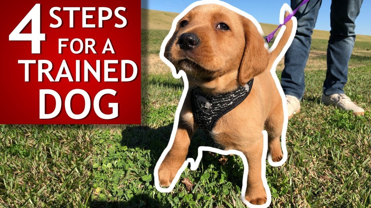 This Dog Wouldn’t Listen Until We Tried This! Train Your Dog In Minutes, Easily!