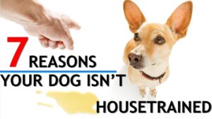 7 Reasons You're Having Trouble Housetraining Your Dog!  (PLUS the BEST Pee Pads)