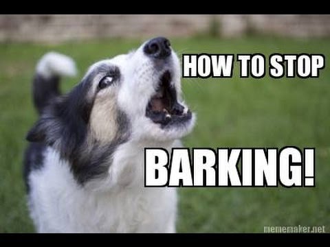 How to TEACH ANY DOG to STOP BARKING Humanely, Effectively, and Naturally!