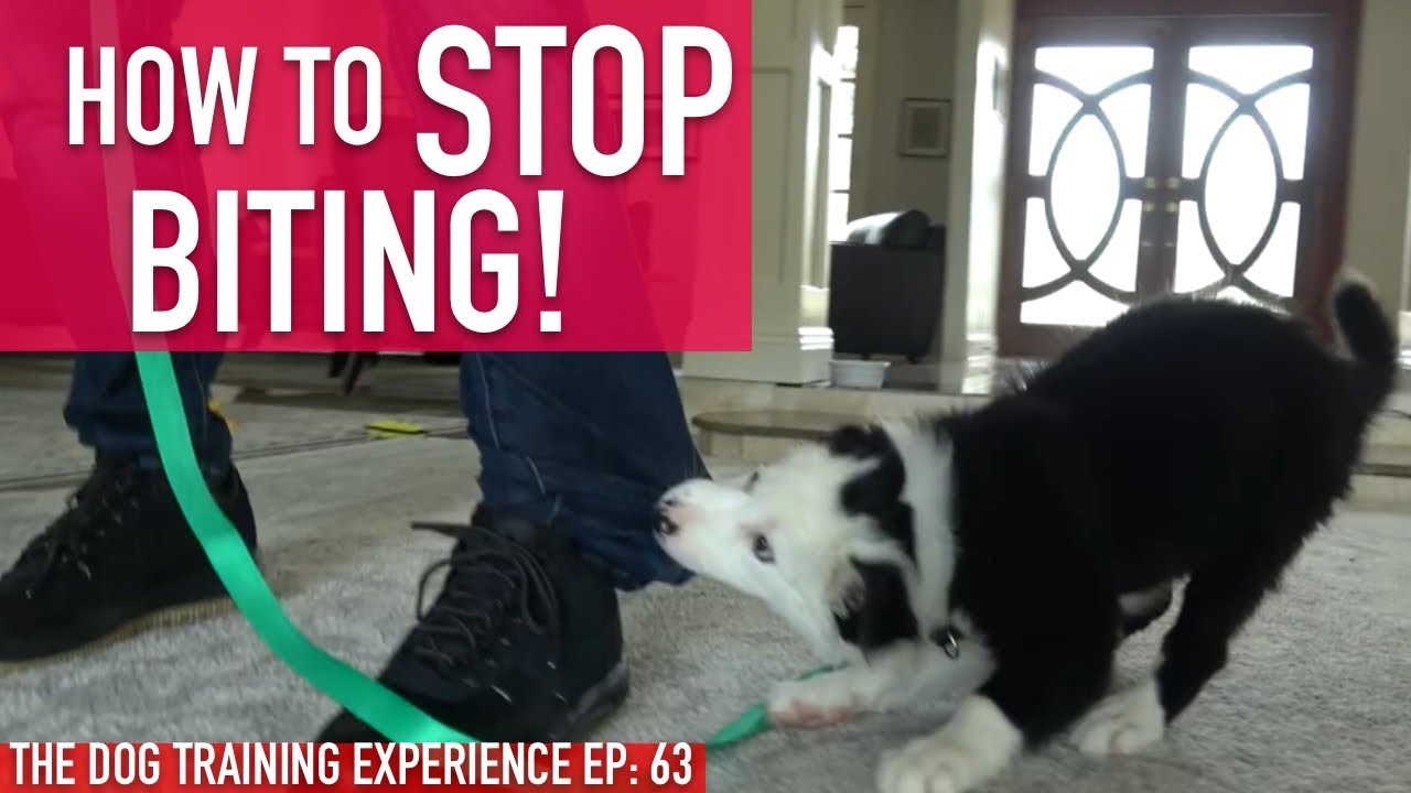 How to Train Your Puppy to STOP BITING, Watch How Long it Actually Takes!