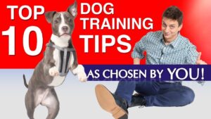 My Top 10 Most Helpful Dog Training Tips as Chosen By You! (Signed Books Giveaway and more)