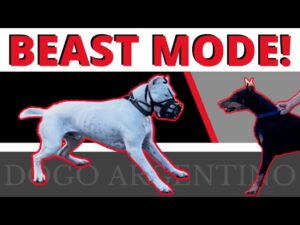 Powerful Dogo Argentino Growls at Mom! - Learn ways to deal with this.