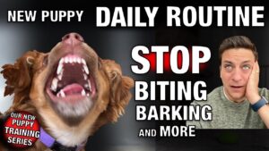 How we are STOPPING Puppy Biting, Barking and more! Our NEW PUPPY Daily Training Guide!