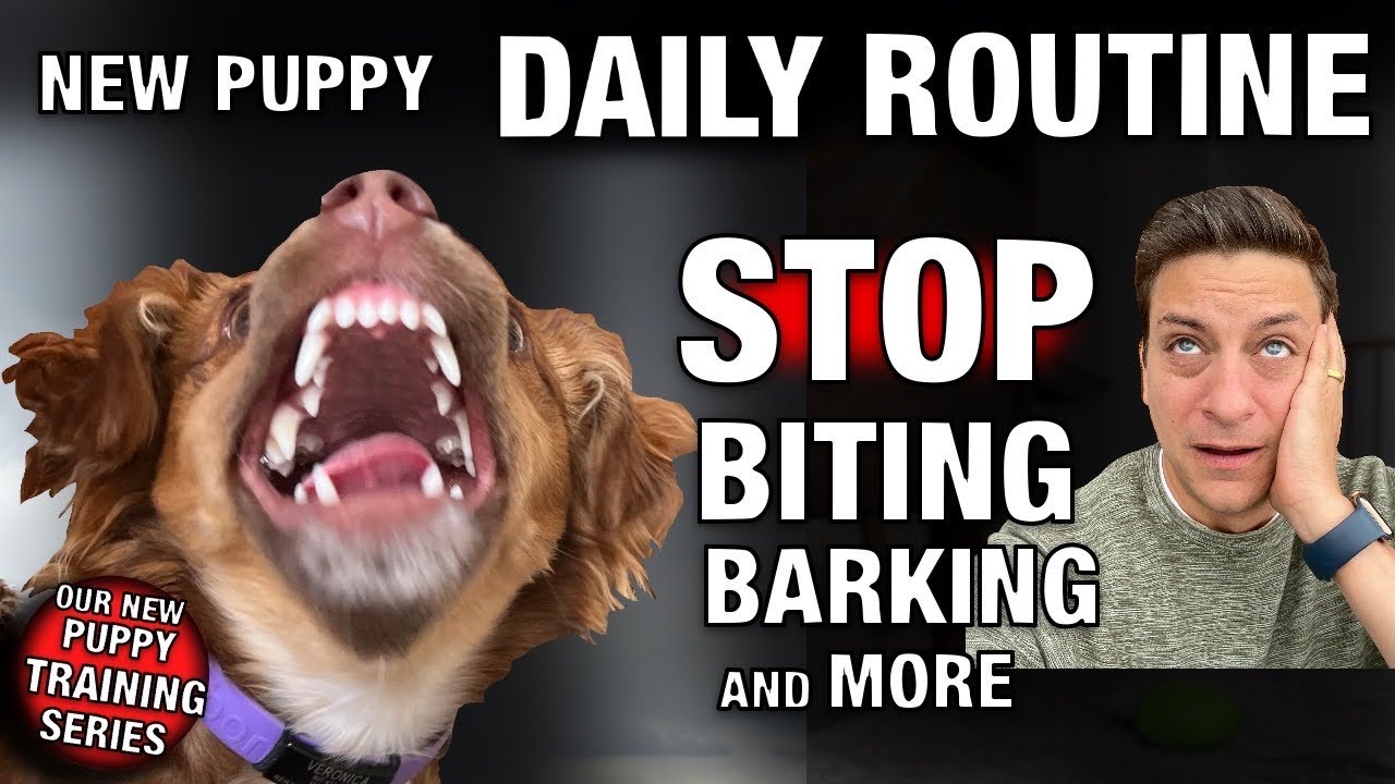 How we are STOPPING Puppy Biting, Barking and more! Our NEW PUPPY Daily Training Guide!