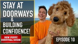 NEW PUPPY SURVIVAL GUIDE: STAY in EXCITING SITUATIONS & Fear Prevention! (EP 10)