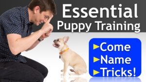 PUPPY TRAINING a 16 Week-Old FRENCH BULLDOG!