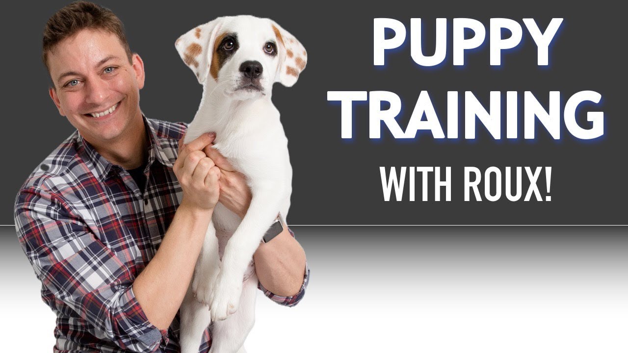 Puppy Training with Roux