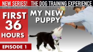 My New Puppy: The First 36 Hours (NEW SERIES: The Dog Training Experience Episode 1)