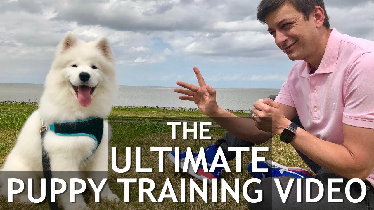 The Ultimate Puppy Training Video! Stop chewing, biting, jumping, leash training, roll over