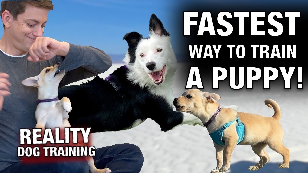 If You Want to TRAIN YOUR PUPPY FASTï¿¼, I GUARANTEE This Video Will Save You So Much Time!