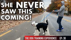 See everything I do in our most intense dog training session yet!