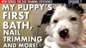 My Puppy’s First Bath, Nail Trimming & More! (New Series: The Dog Training Experience Ep. 7)