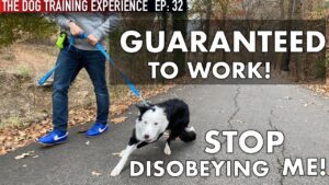 STOP DISOBEYING! PRACTICAL Dog Training in Public That WILL Work!