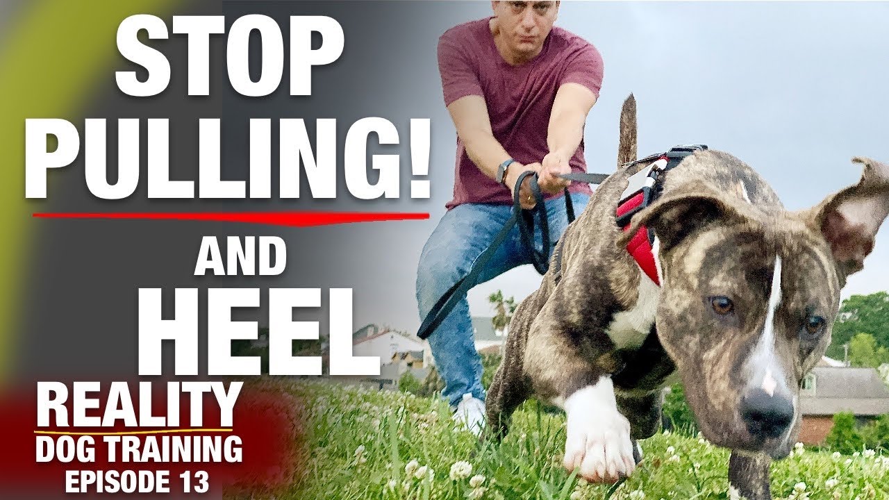 STOP PULLING & Heel [Reality Dog Training Ep 13]
