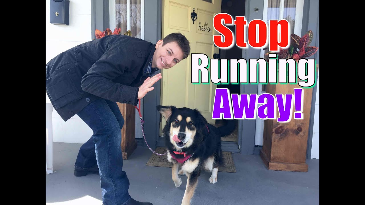 How to STOP Your Dog From Running Out of the Front Door!  Stay while Distracted